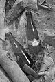 heilanstalt milbitz_086